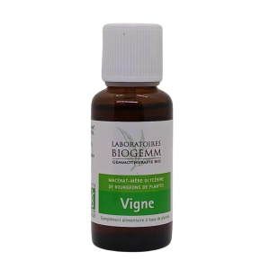 VIGNE